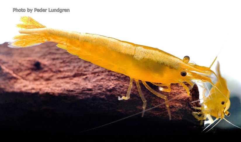 22339248 1828625957429542 5101448268254408612 o