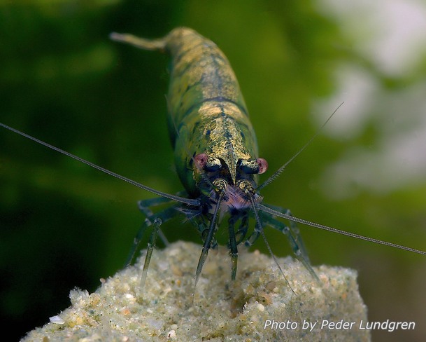 22289694 1828293780796093 6543082092749205973 o