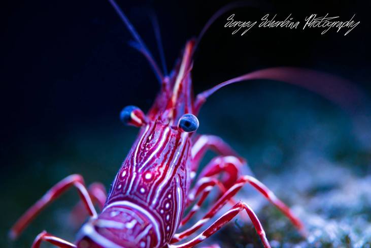 18121926 1241454049286035 8877113243107836344 o