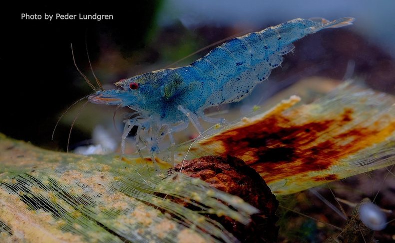 22550396 1830687033890101 7911890957652514103 o