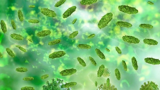 %d0%9f%d0%be%d1%87%d0%b5%d0%bc%d1%83 %d0%bf%d0%be%d1%8f%d0%b2%d0%bb%d1%8f%d0%b5%d1%82%d1%81%d1%8f %d0%b1%d0%b0%d0%ba%d1%82%d0%b5%d1%80%d0%b8%d0%b0%d0%bb%d1%8c%d0%bd%d0%b0%d1%8f %d0%bf%d0%bb%d0%b5%d0%bd%d0%ba%d0%b0 %d0%bd%d0%b0 %d0%bf%d0%be%d0%b2%d0%b5%d1%80%d1%85%d0%bd%d0%be%d1%81%d1%82%d0%b8 %d0%b2%d0%be%d0%b4%d1%8b %d0%b2 %d0%b0%d0%ba%d0%b2%d0%b0%d1%80%d0%b8%d1%83%d0%bc%d0%b5