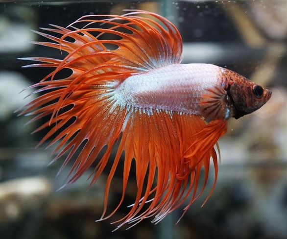 Cf0554511355f5102f1bb912e09f2496