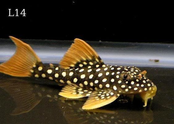 Ab34da9bdbb98b52ddbd65629a972328