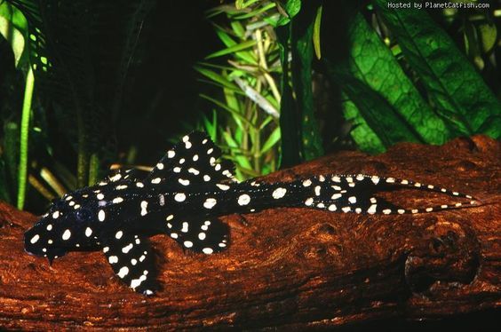 Polka dot lyre tail pleco %28l155%29