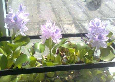 26231264 530703040630470 7250457261713823159 n