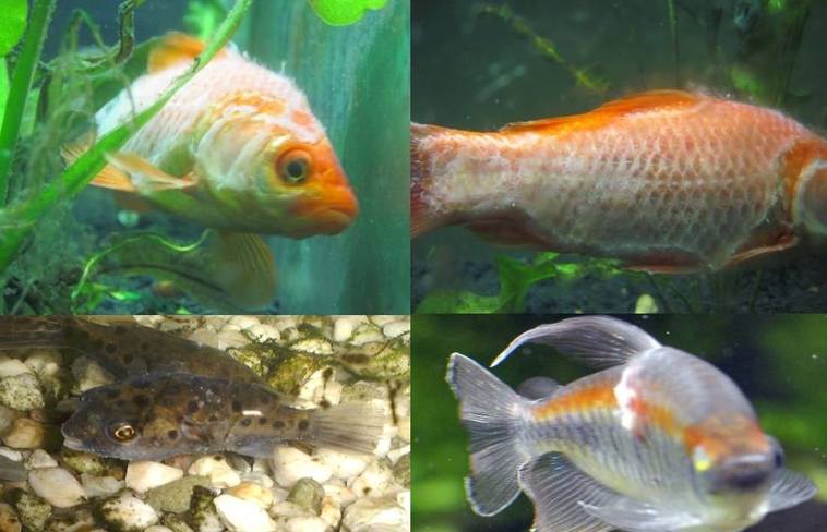 28079787 2017483625166756 1915365054 o