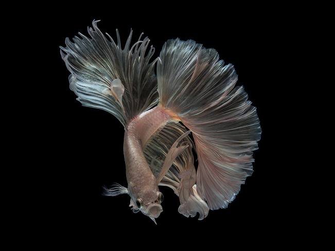 26232311 10155225413966167 6085161194253678699 o