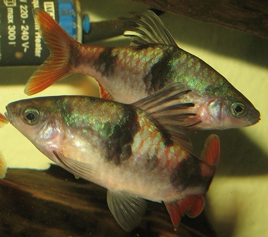 Puntius arulius maennchen %281%29