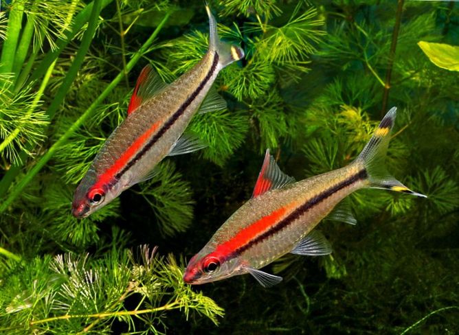 Barbus denisoni puntius denisonii