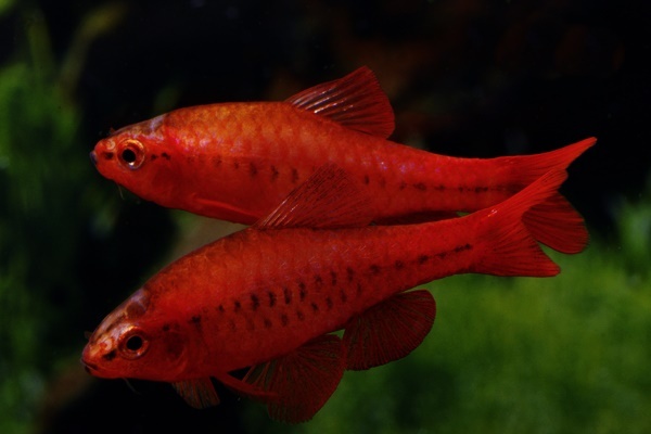 Barbus titteya super red mann