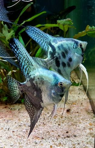 42439068 1076593419169278 5202714015603621888 n