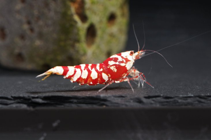 42962302 696028274131042 6724036047967092736 o