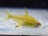 Lemon tetra 36736.1501649241