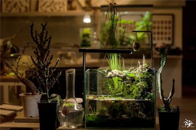 80719209 585055752312324 3753533294780612608 n