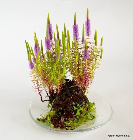 7af9ac859ce252d310c21278f81bf77b